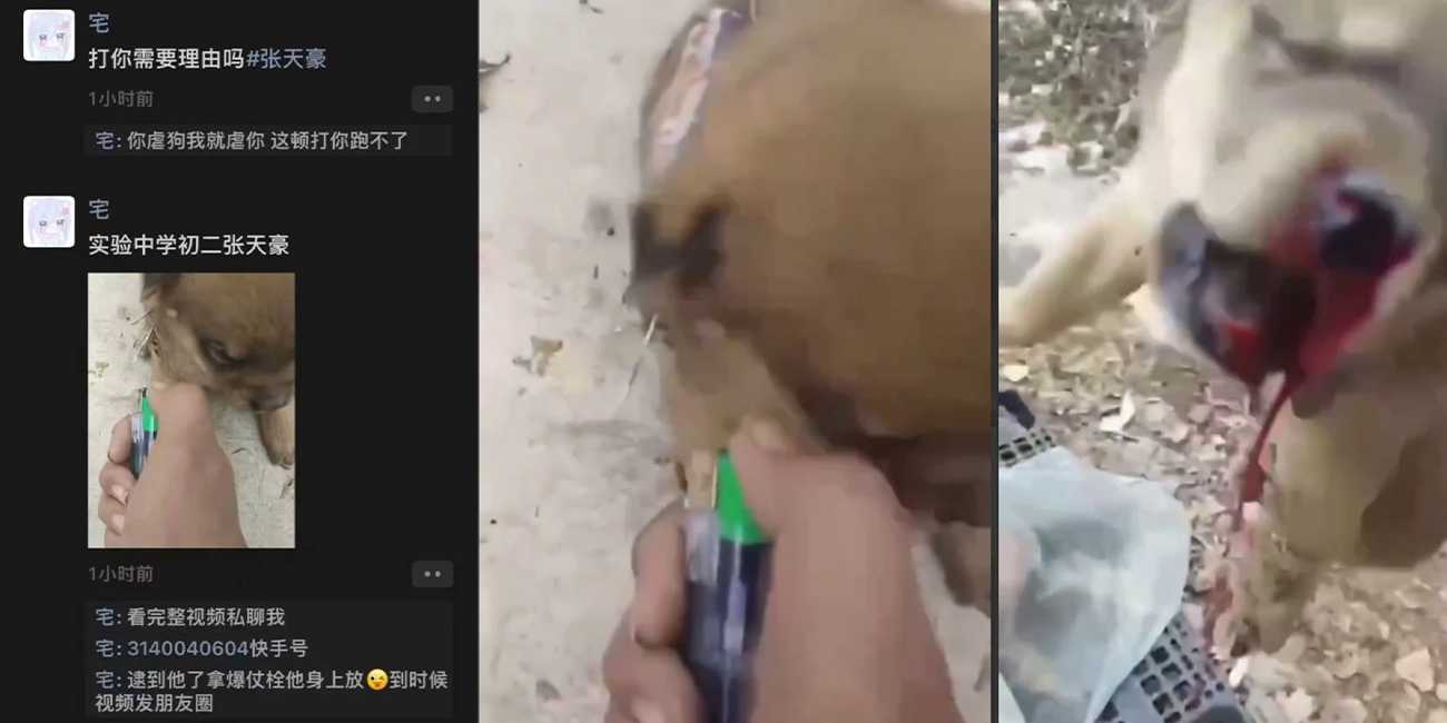 山东济南章丘县 实验中学张天豪 用鞭炮虐狗 遭全网狙击